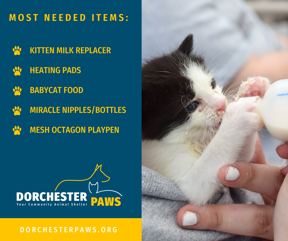 dorchesterpaws's tweet image. These are our #mostneededitems. If you're able to donate for our kittens, please bring to Dorchester Paws at 136 Four Paws Lane.