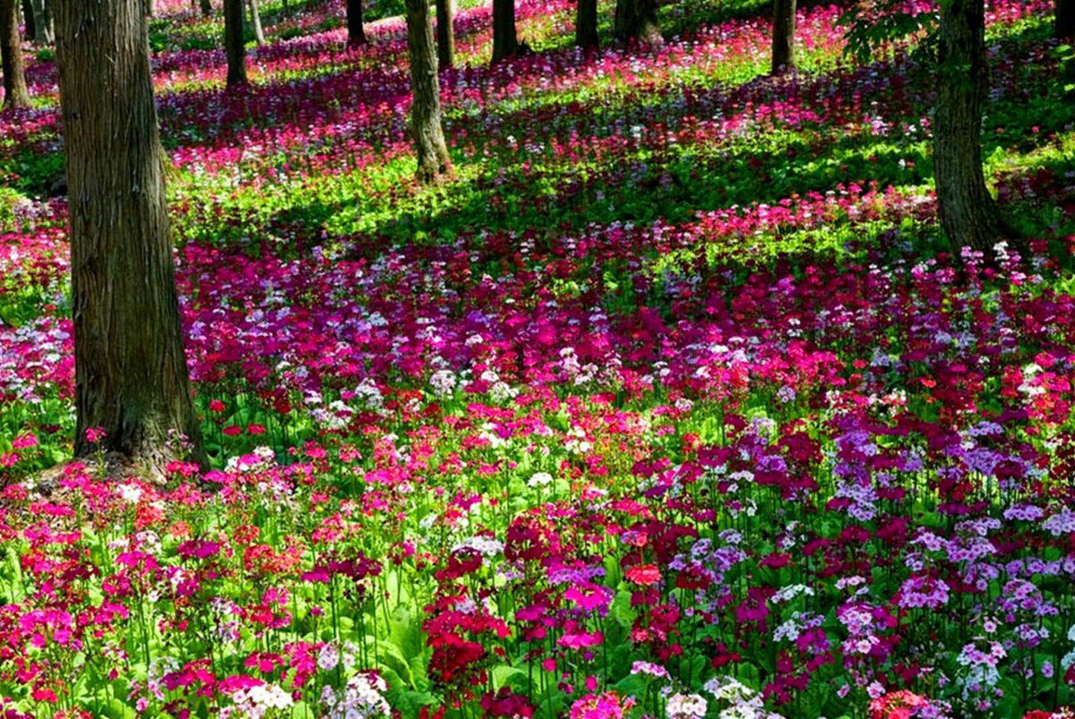 JennySWL's tweet photo. Walked happily  through the forest ... and when I saw behind me I saw this ... finally  spring is coming ... finally 😃 https://t.co/PWRuKlP9uN