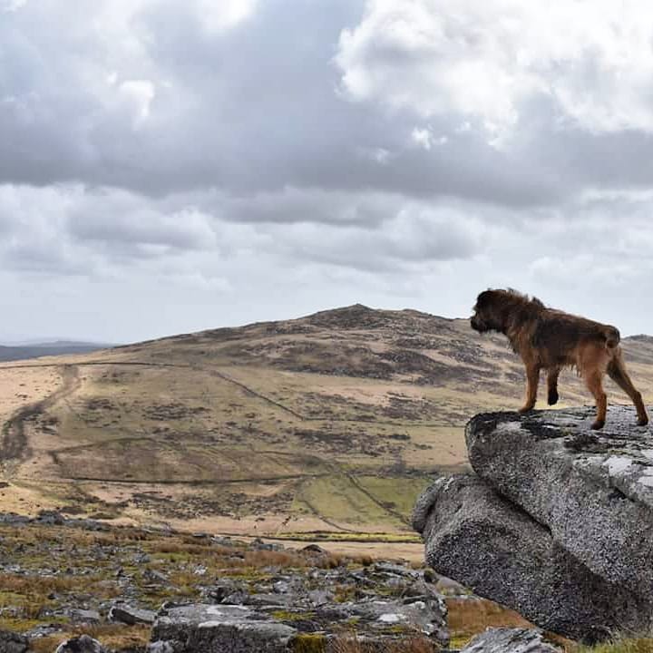 mmmFrankie's tweet photo. Doing his pride rock thing 🐶🐾 #borderterrier https://t.co/ZWHusfXs4i