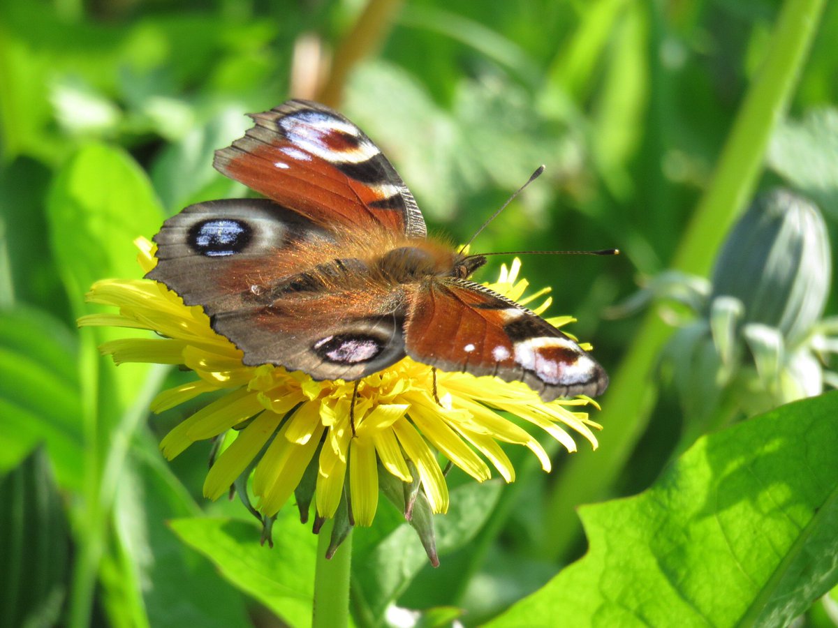 zimmer_donna's tweet photo. If you want to encourage #butterflies to your garden then leave dandelions on your lawn. #wildflowers #savebutterflies https://t.co/b3wdrGOz6B