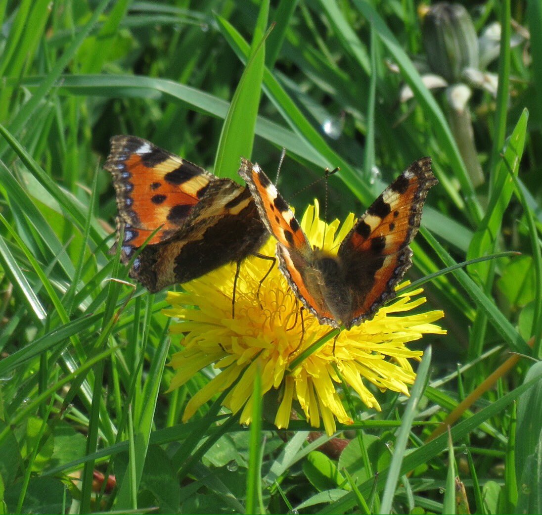 zimmer_donna's tweet photo. If you want to encourage #butterflies to your garden then leave dandelions on your lawn. #wildflowers #savebutterflies https://t.co/b3wdrGOz6B