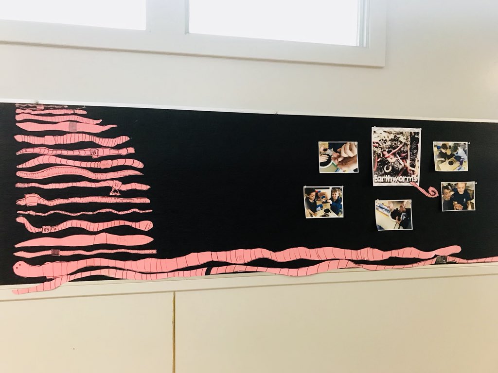 allboysCBE's tweet photo. Earthworm estimation and measurements #allboysprogram #yycbe #abed #mathmonday https://t.co/Fis1ZbrrYM