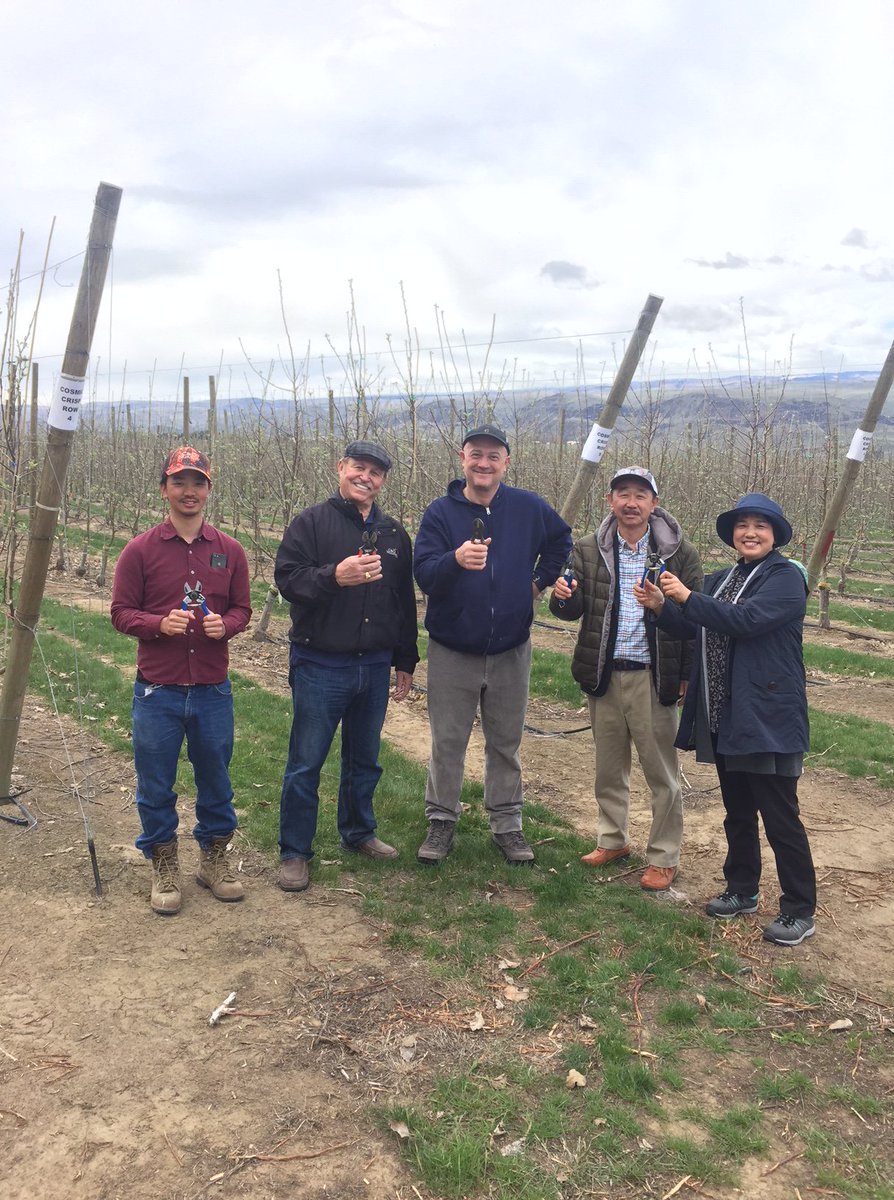 Stefano Musacchi discussing Click Pruning on WA 38 trees and Bi-axis training to Takanoba, Yoko &amp; Ryuichi Nakamura visiting C &amp; O Nursery Co. from Nagano, Japan.