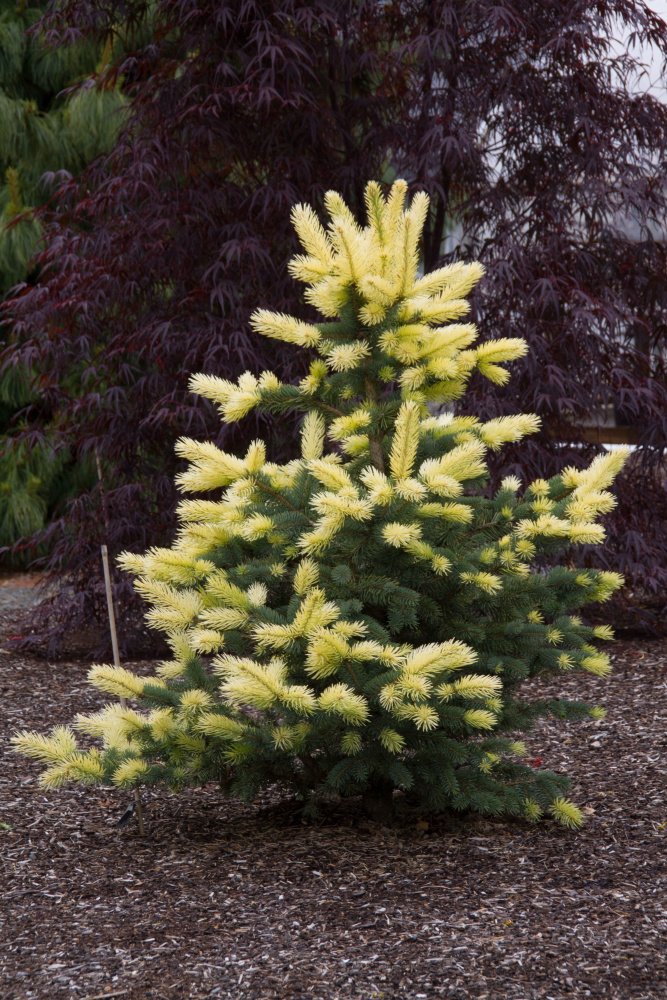 Spring can be an exciting time for conifers in the garden. Bright new growth can be the usual vivid blues and greens, but can also be red or yellow that ages to green. They are a wonderful addition to play off the spring colors of Tulips and Daffodils and other spring blooms.