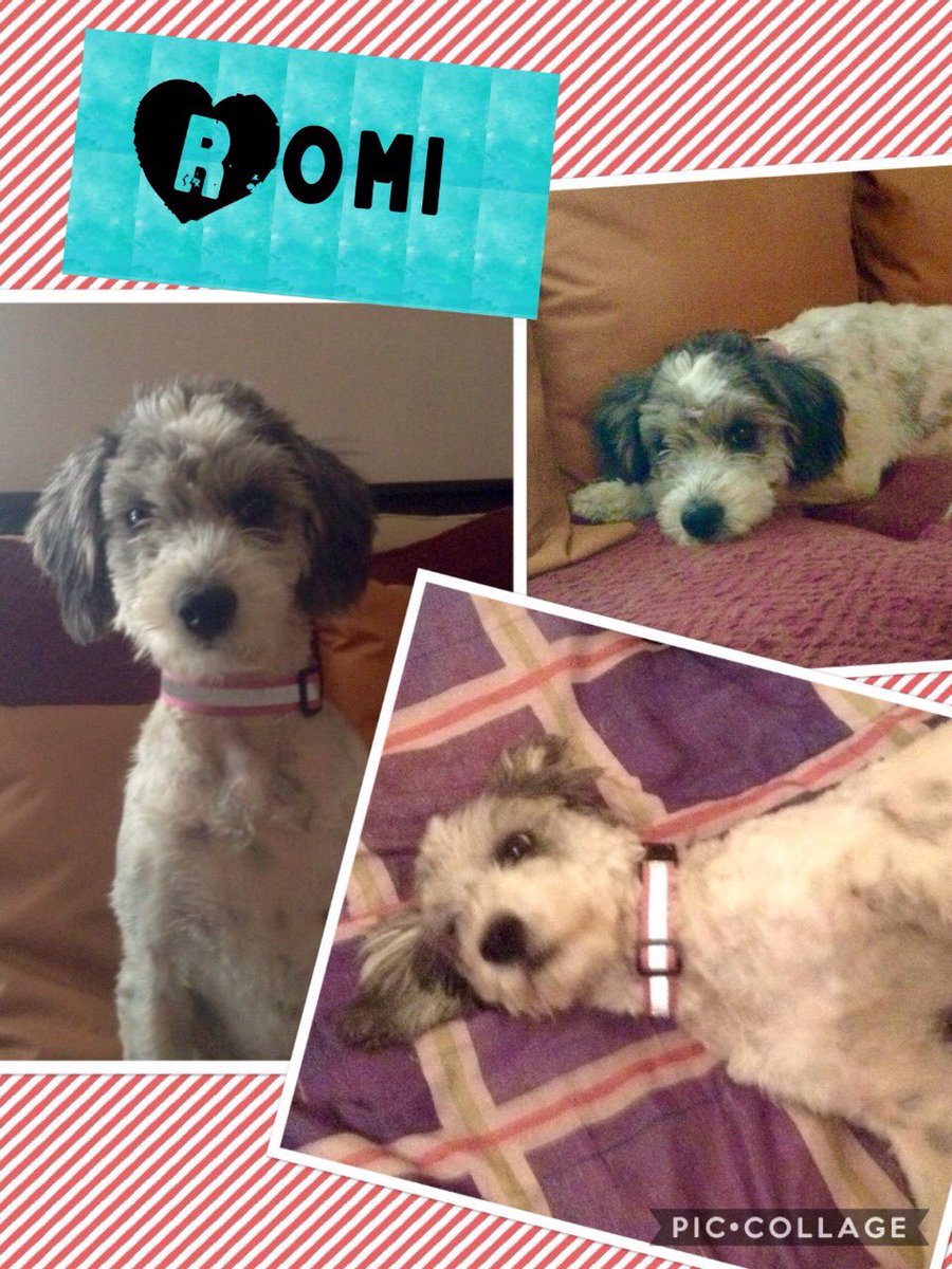 adoptagdl's tweet photo. RT #Adopta a ROMI
#Perrita hembra, talla mediana, edad 10 meses
DVE.
hilnelu@hotmail.com https://t.co/tslJJvgQT0