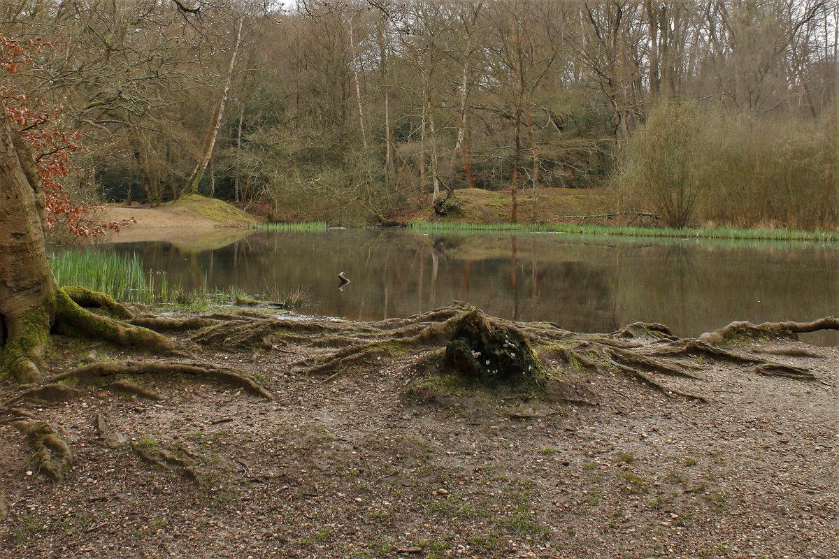 EppingForestPic's tweet photo. The Lost Pond #EppingForest https://t.co/36HP12LA39