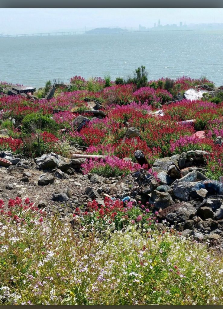 BaeAreash's tweet image. 10. ALBANY BULB, ALBANY, CA .Photographers come here. Not tooo many people know this spot . Nice view. By the water