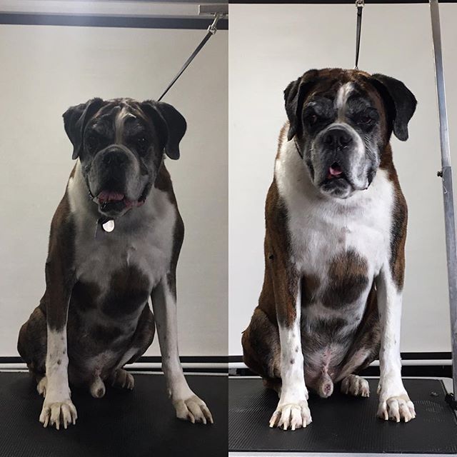 New post (Tracer #terasgrooming #boxer #boxergram #boxerdog #keepworking #letgochamp ...) has been published on  - boxing-day.info/tracer-terasgr…