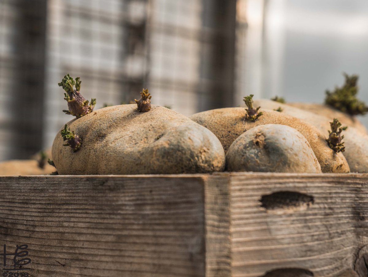 HollyElmoreATL's tweet photo. Sprouted #potatoes await planting in the @kennesawstate Hickory Grove Farm #Hydroponics Lab. #universityfarm #farmtodininghall #regenerative #regenerativeagriculture #organicfarms #metroAtlanta #HollyElmore #HollyElmoreImages https://t.co/KEjZzLjo1s