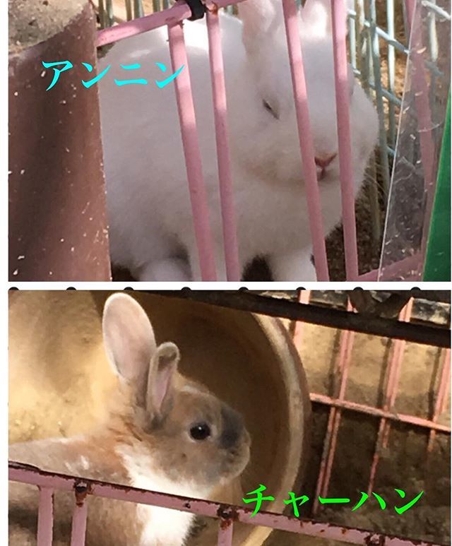京都市動物園 公式 Sur Twitter 今年1月に生まれたウサギの赤ちゃん7頭にはもう会ってくれたかな 名前はとても美味しそうでかわいいよ みんな覚えてね 7頭の命名はこちら T Co K1amkjgoeo いきものウィーク あかちゃん 赤ちゃん 京都市動物園