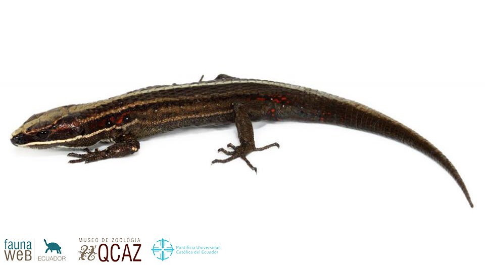 bioweb9's tweet photo. La especie del día. Cuilanes de Hillis pertenecen al grupo de lagartijas andinas pequeñas, se distribuyen desde el norte del Perú hasta el sur de Colombia. Zamora Chinchipe, Estación San Francisco. Pholidobolus hillisi.  Foto: Santiago Ron #lizards
Más en: https://t.co/qYbCyZjetj https://t.co/SDPhZquKwB