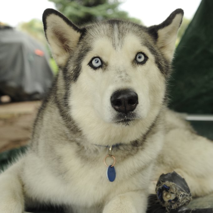 AntoinesFund's tweet photo. Do you know a #disableddog with an inspiring tale to tell? We're looking for stories to feature on our website: https://t.co/alyCYUoReP Tweet us! #AntoinesTale ๐ถ ๐พ๐พ๐พ https://t.co/XFycCDtlGB