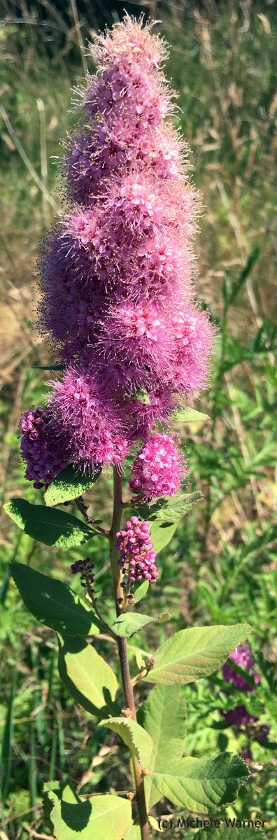 MishaPeep's tweet photo. Spiraea douglasii or rose spirea. #WashingtonPlants #WetlandPlants #shrubs #botany https://t.co/3f4gKZggvQ