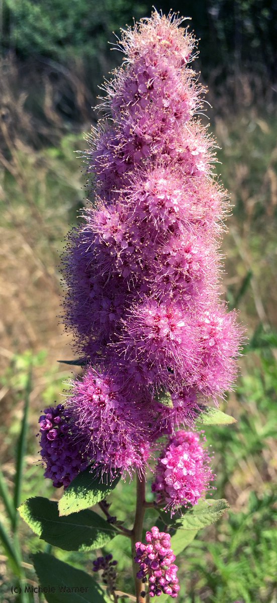 MishaPeep's tweet photo. Spiraea douglasii or rose spirea. #WashingtonPlants #WetlandPlants #shrubs #botany https://t.co/3f4gKZggvQ