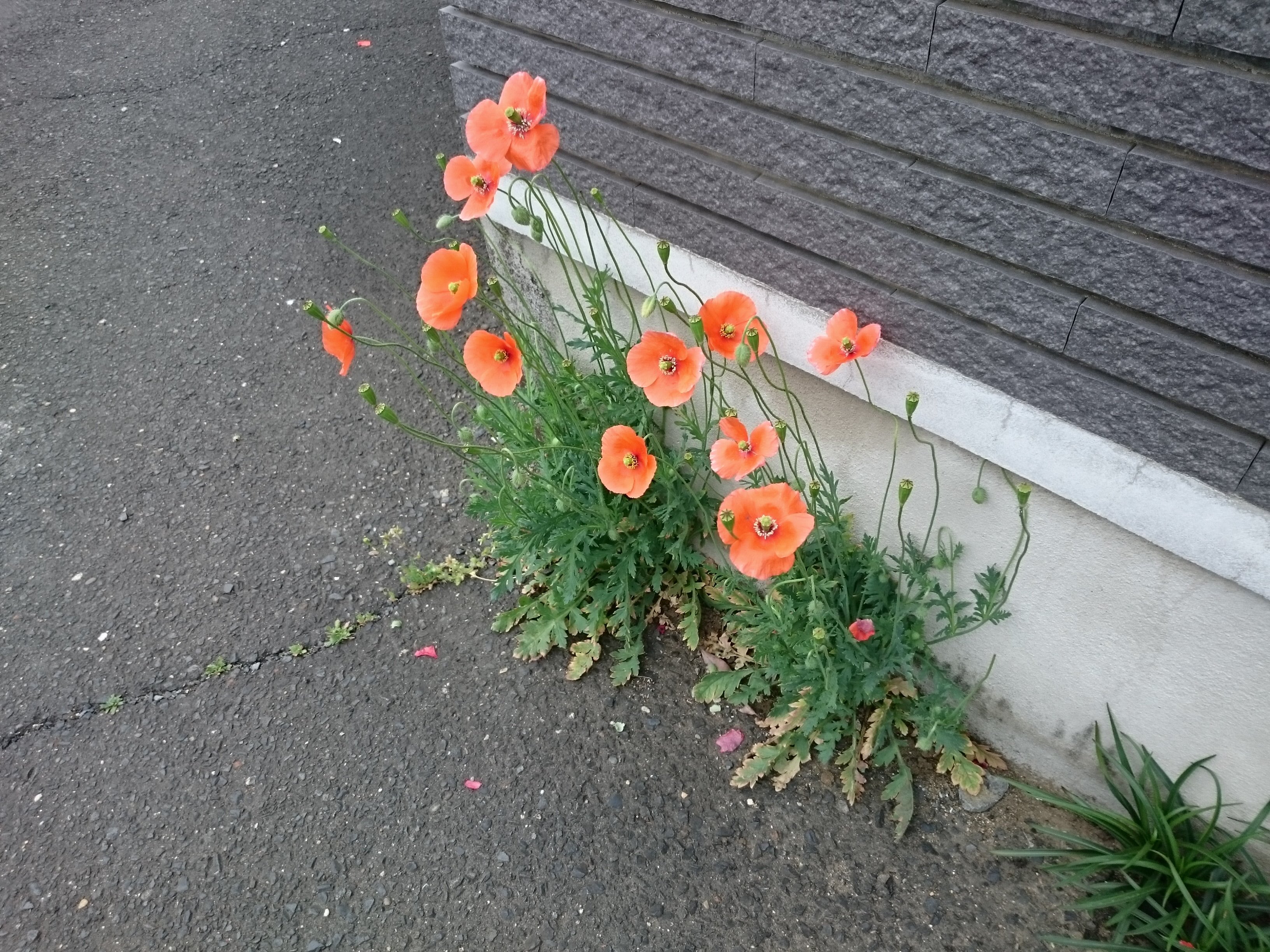 環境いばらき Twitterissa 道路脇にオレンジ色のきれいな花 が咲き始めました とてもきれいですが ここ数年道路脇で増えている ナガミヒナゲシ という外来種の植物です 道路にはこのような外来種がとても増えています T Co 1l5rz78bed Twitter