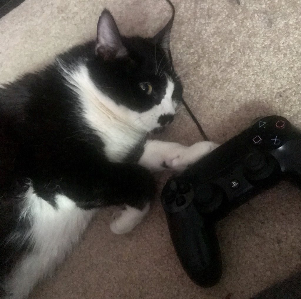 StashAbre's tweet photo. #catbae #twitch #Modellife https://t.co/cekR8rF1EM