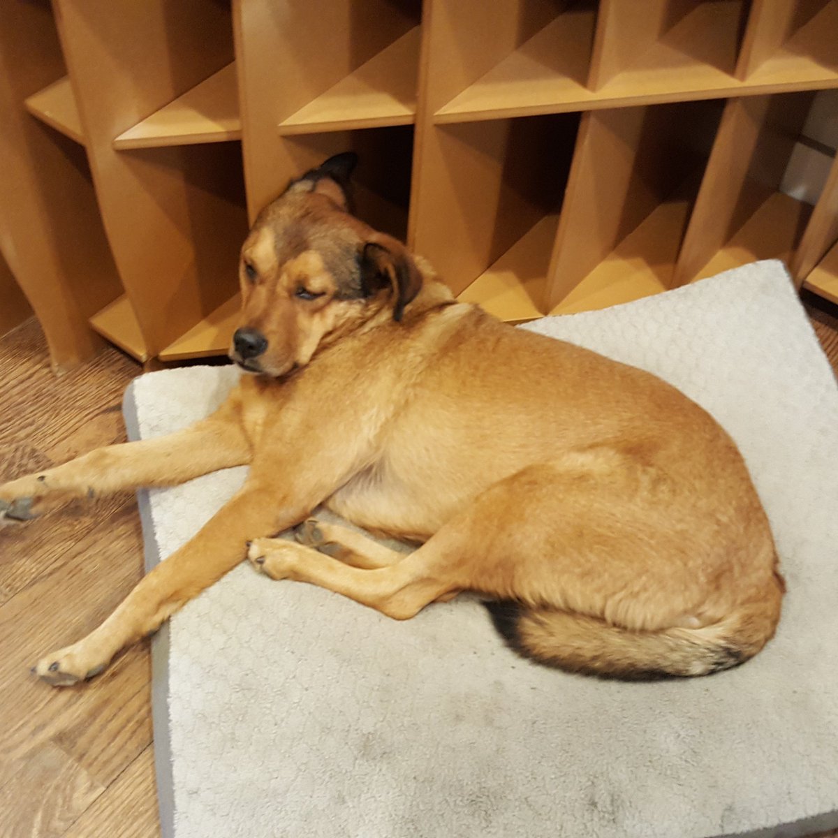 SmallBatchL's tweet image. Small Batch is looking for part time or full time help! We are currently hiring for weekend hours. If you are looking for job come drop off a resume and chat or email a resume to mikew@smallbatchliquors.com. the guy pictured here isn't pulling his weight and we need some help!