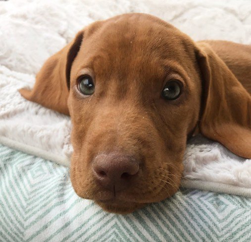 Navy Days tweet media