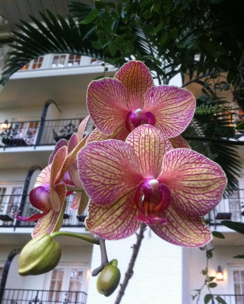 GaylordHotels's tweet photo. Today is #NationalOrchidDay and you can find many beautiful orchids in our garden atriums! #orchids #gardenatriums #extraordinaryenvironments https://t.co/yY3dx5GLva
