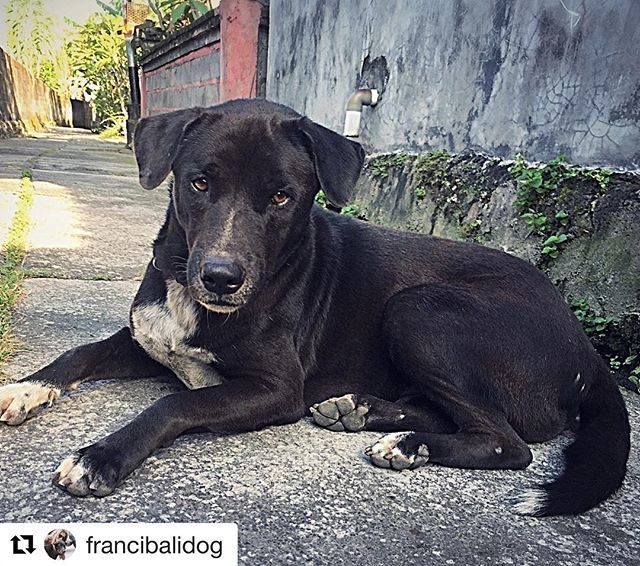 ILoveBaliDogs1's tweet photo. #Repost @francibalidog with @get_repost
・・・
The #gorgeous #survivor Big Blacky posing in his fav spot
and 👉🏼 4 months ago rescued just in time suffering #dystemper
#longlivethebalidog ❤️ @ilovebalidogs #savebalidogs #bali #rescuedog #resourcefu… https://t.co/tS54AdLhMC https://t.co/dclvaQia3n