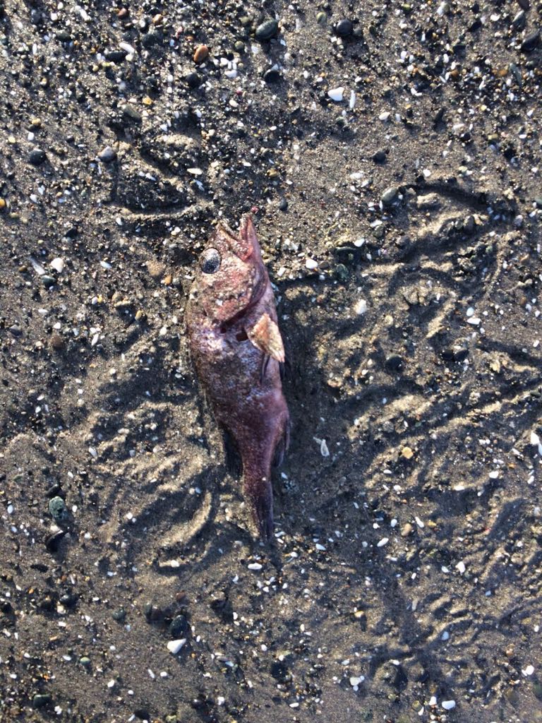 marceloopitz's tweet photo. AHORA @adnradiochile: #Congrios y #robalos varan en #Maullín. Personal de la @Armada_Chile trabaja para establecer las razones por el cual un total de 150 especies vararon el día de hoy en las costas de #Quenuir, específicamente en la playa del sector #PuertoGodoy. https://t.co/hRI7fv6GI4