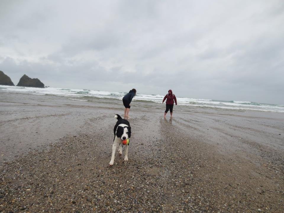 TammyRachel's tweet photo. @GOoutdoors @forestholidays @nilaqua We all love a paddle in the sea #GOoutpaws https://t.co/BZ9aGMAvk6