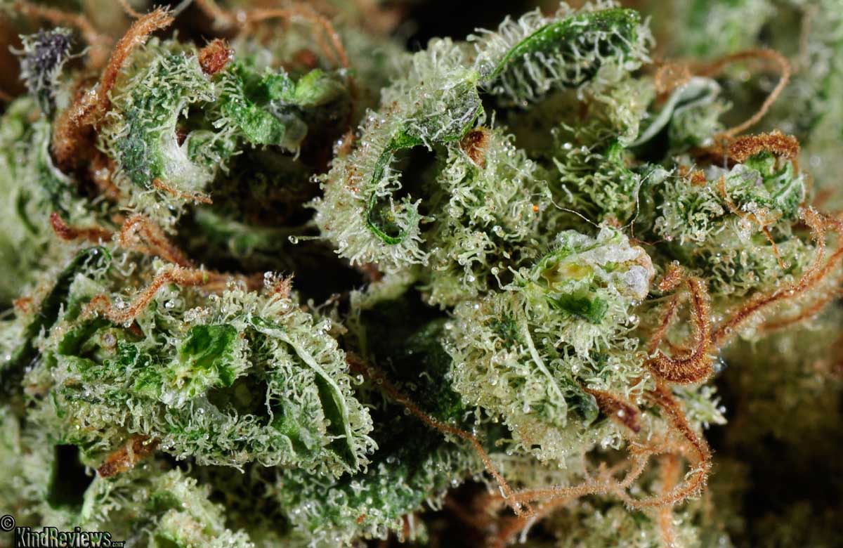 mypotguide's tweet photo. #StrainoftheDay L.S.D.: In honor of #BicycleDay, L.S.D is the best option for today’s morning wake &amp; bake 🚴‍♀️🚴 https://t.co/OAS3CDIzex #AlbertHofmann #gorideabike #LSDstrain https://t.co/AunCLRngdK