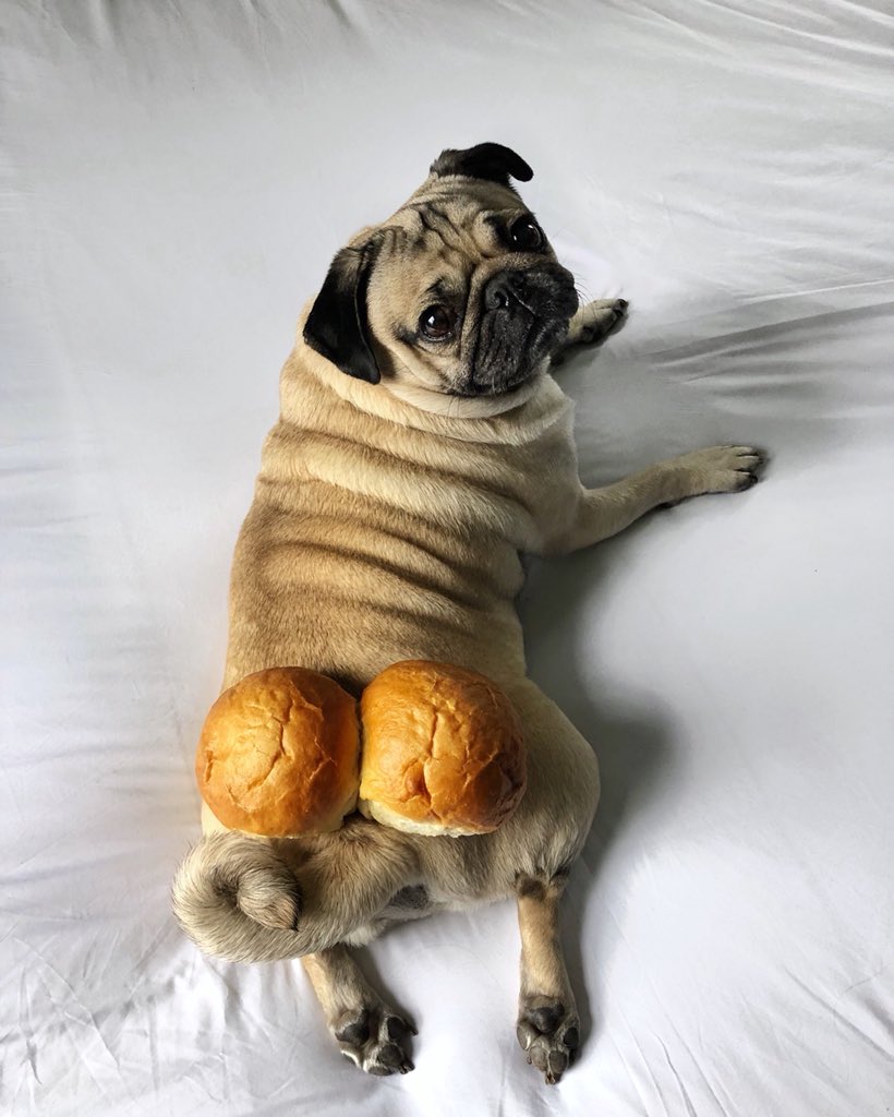 itsdougthepug's tweet photo. I don’t want none unless u got buns, hun https://t.co/wGPJuhyOFj