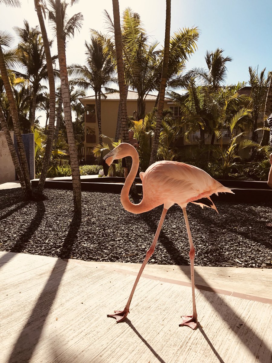 NataliaStreet's tweet photo. A little break from #museums #studying and #volunteering this week! #belatedhoneymoon #DominicanRepublic https://t.co/O5EY8r3Xav