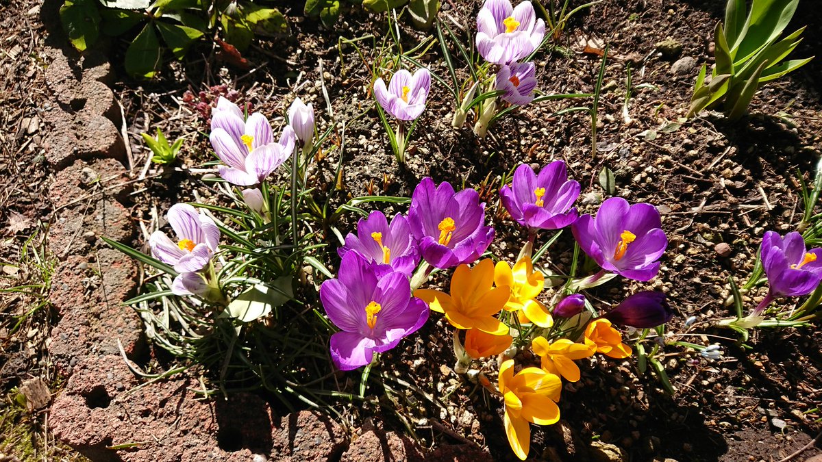 ユニーク春サフラン花サフランの別名がある花は すべての美しい花の画像