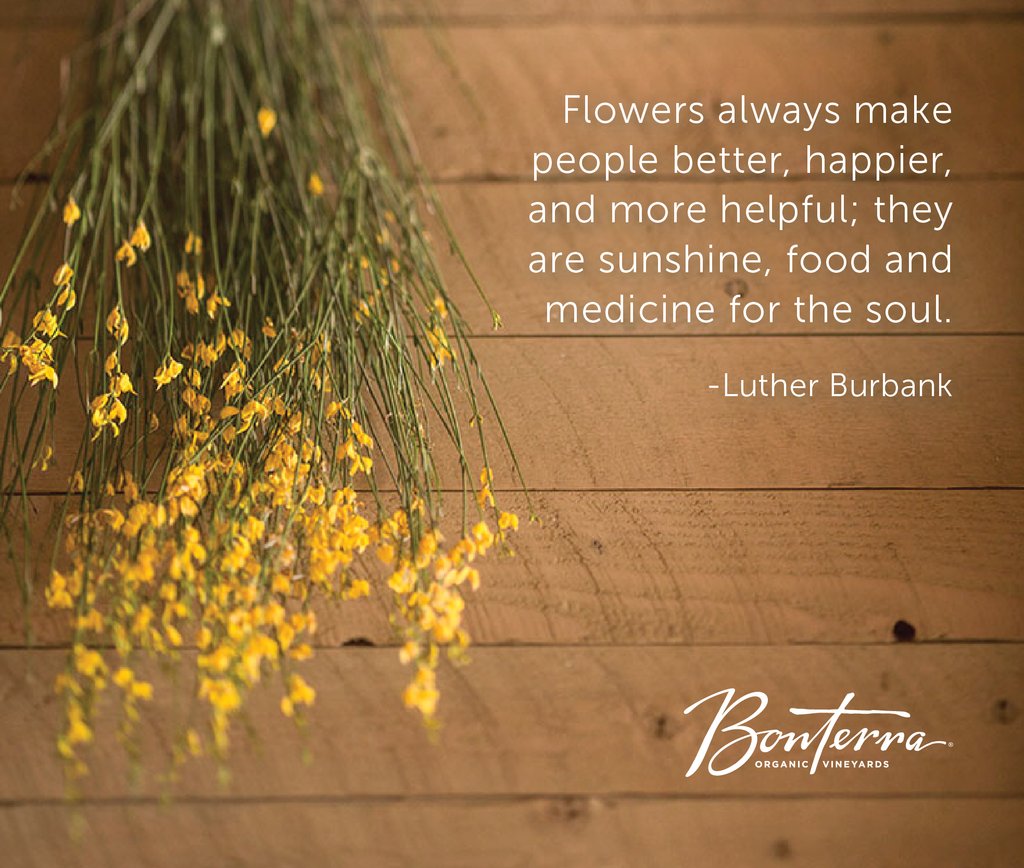 Spring has arrived! 🌸 
Open your windows and welcome the fresh air. 
Bonus points for inviting nature indoors with a garden bouquet or new plant. #bonterrawine #organiclifestyle