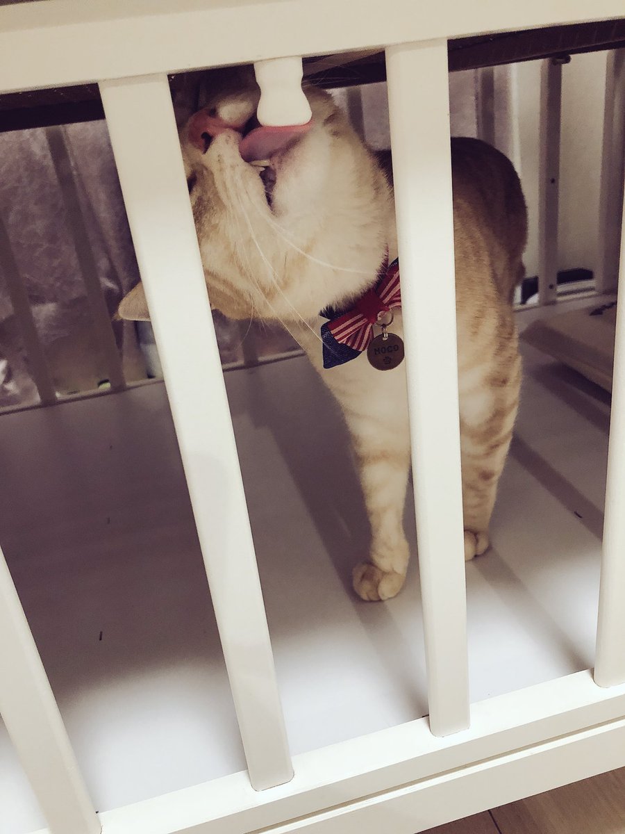 emeth08's tweet photo. このトンガリが気になるらしいけど、あんまり舐めないで😂笑 https://t.co/A1I2Tfm80j