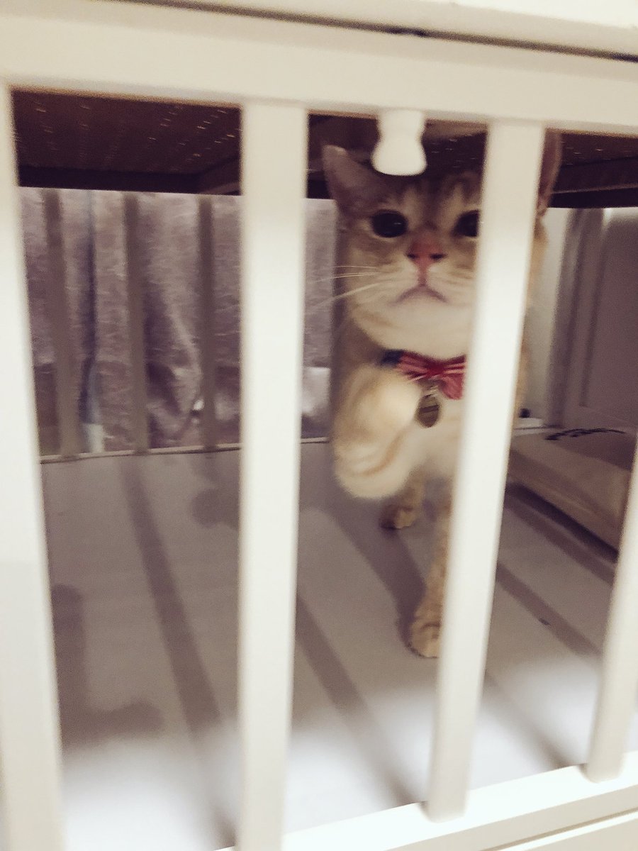 emeth08's tweet photo. このトンガリが気になるらしいけど、あんまり舐めないで😂笑 https://t.co/A1I2Tfm80j