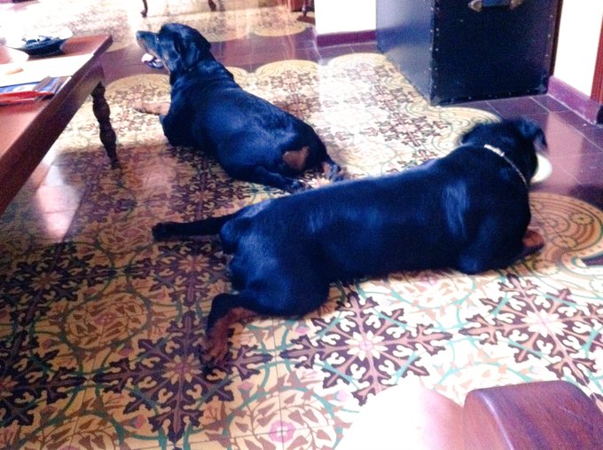 Ver imagen en Twitter