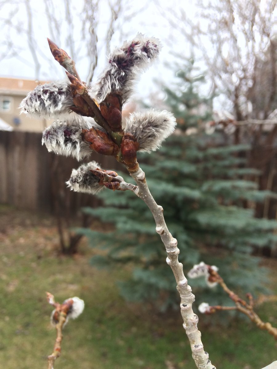 Sh0ckJock's tweet image. Spring is nearly here. #trustthetree