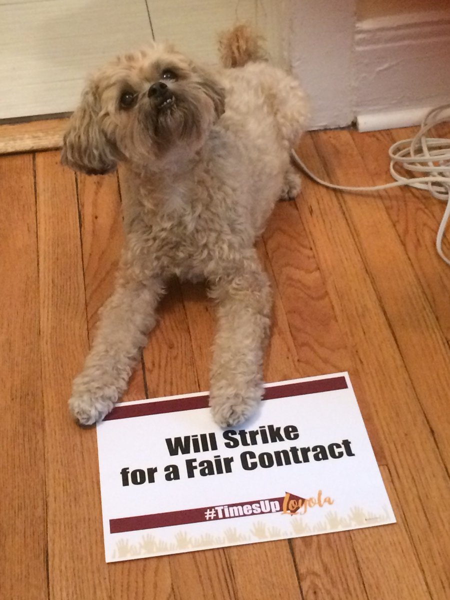 More furry babies of <a href="/LoyolaChicago/">Loyola University Chicago</a> NTT faculty who want a fair contract TODAY.  This dog is ready to get more time with @hexedame because she won't be at bargaining all the time! It's getting late and #timesuployola <a href="/loyolaforus/">LUC Worker Coalition</a> @SEIU73 <a href="/FacultyForward/">SEIU Faculty Forward</a> <a href="/PhoenixLUC/">The Loyola Phoenix</a>