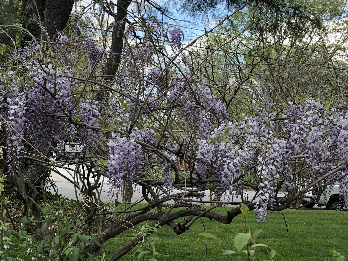 pam_mcmillan's tweet image. Love my #Wisteria! #SpringInVirginia
