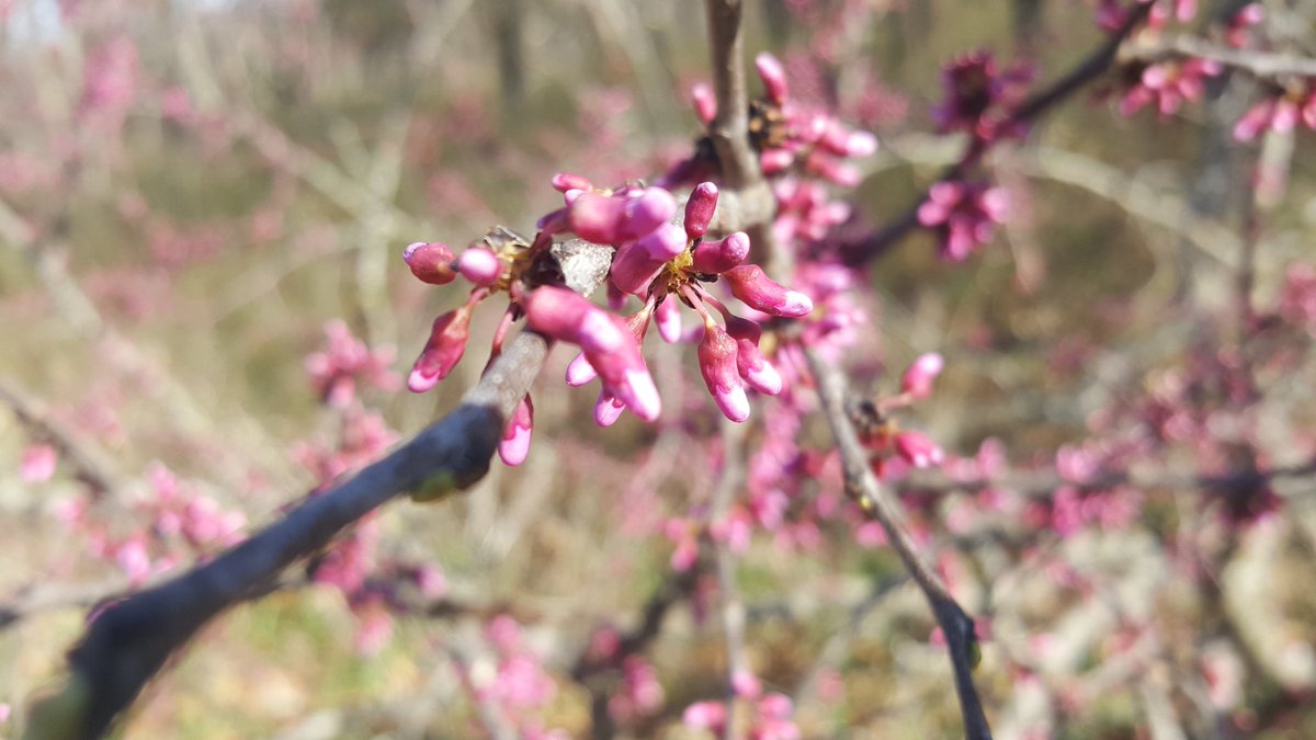 Dirtygirladven1's tweet photo. Spring is finally arriving here in beautiful northeast Kansas! Bug spray is a must but #getoutstayout #hikekansas #perrylake #dirtygirladventures https://t.co/aAzKwh3gZY