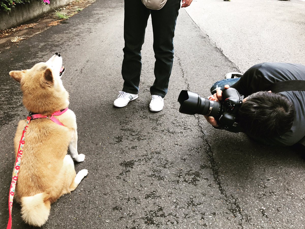 Shi Ba シーバ 犬びより در توییتر そして本日もカメラマンが寝そべる Shiba Shi Ba 雑誌シーバ 柴犬 しばいぬ 日本犬 後ろ姿もかわいい 柴犬三昧 次号制作中 雨の日は無理 晴れてよかった カメラマンあるある シーバあるある