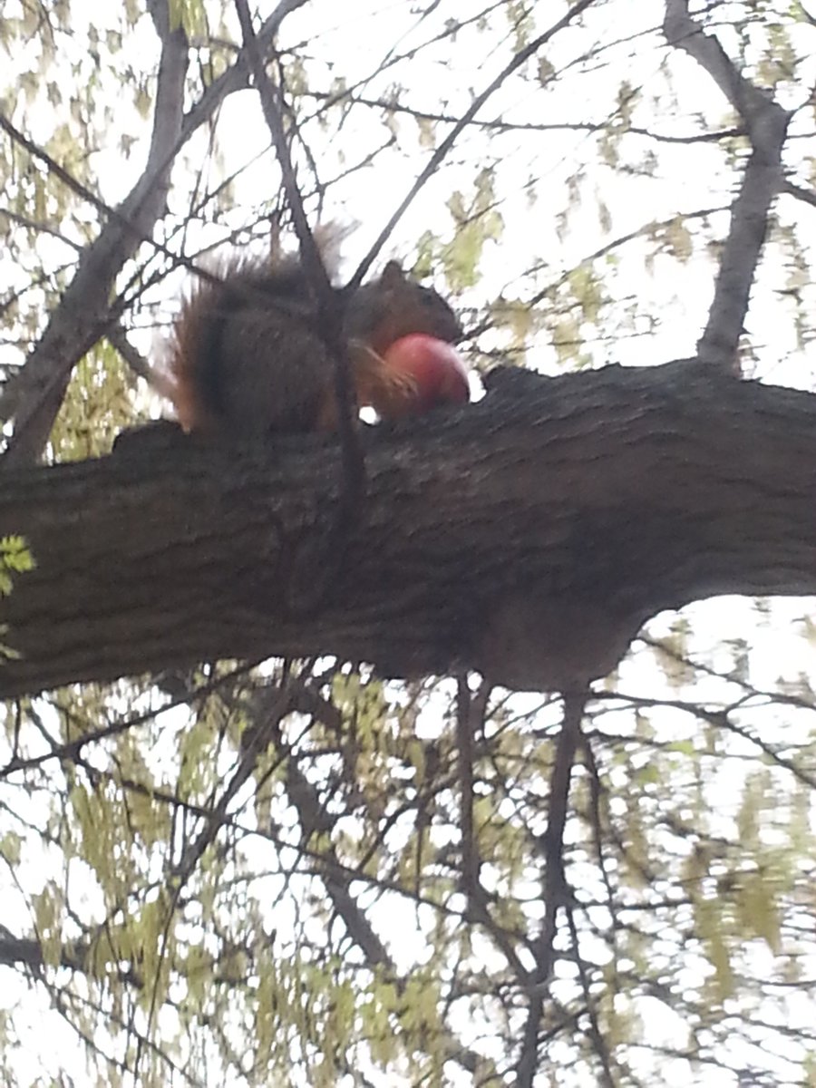 squirrels_rus's tweet photo. Someone even left us an apple. It was a a challenge making it up the tree. In the process we had a crowd watching like they never saw a squirrel with an apple in their mouth ? Persistence paid off. https://t.co/dEYPTbTa7F