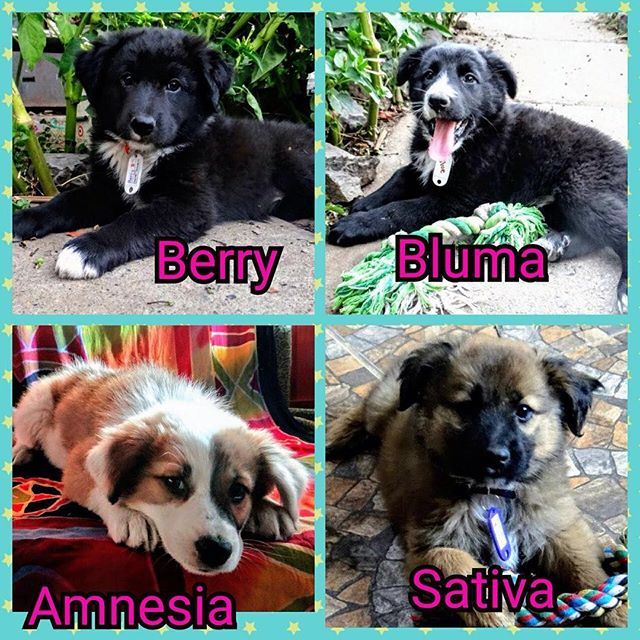 Hermosas cachorras de 2 meses de vida, muy alegres y cariñosas, están en busca de una linda familia que las quiera y las mime, que tenga paciencia cuando hagan travesuras, y que le dedique tiempo y mucho amor. Se estima serán de tamaño mediano-grande, so… ift.tt/2HpsaSZ