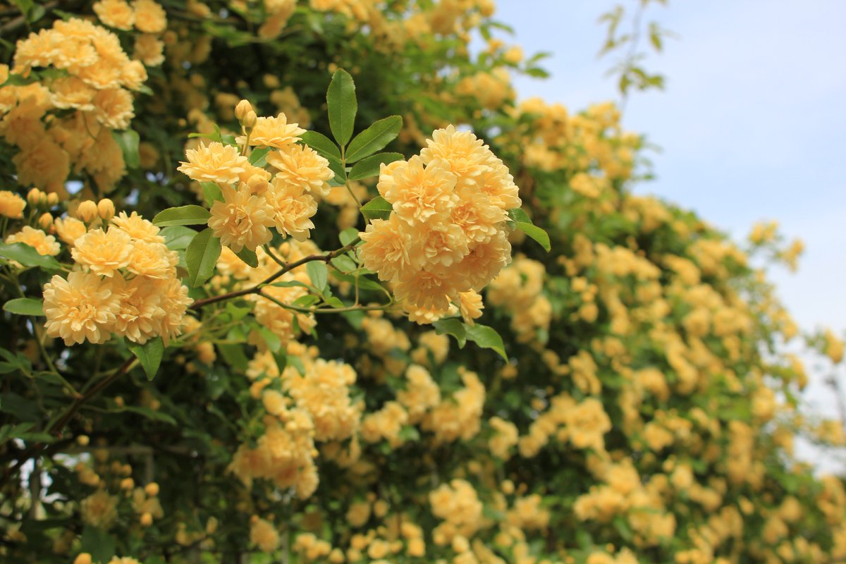 ট ইট র 咲くやこの花館 プチイングリッシュガーデンにて 中国原産の モッコウバラ が見頃を迎えています 黄色い八重の花びらは 見ているだけでとっても幸せな気持ちにしてくれますよ 咲くやこの花館 モッコウバラ バラ 幸せ