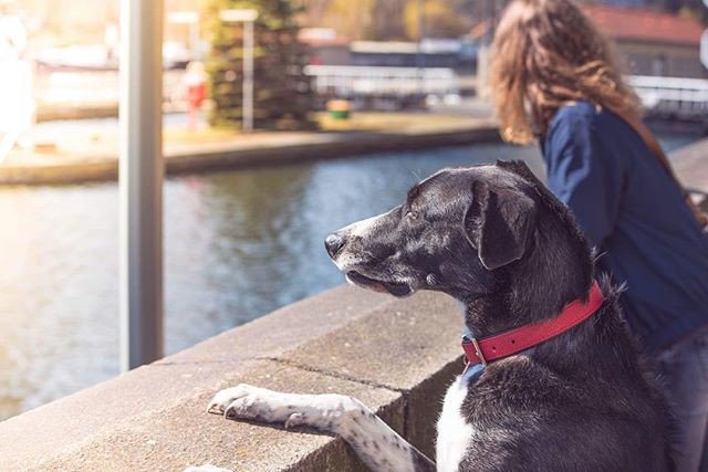 JenniferVapes's tweet photo. Reposting @tari.adventures: - via @Crowdfire 
This week is looking good so far. I have a couple of surprises for you that I am really excited to share with you. Stay tuned for more!
.
.
.
.
. 
#berlindogs #dogsofberlin #thestatelyhound #mondaymotivation #mondays #hunde https://t.co/zDiIkYvTg0