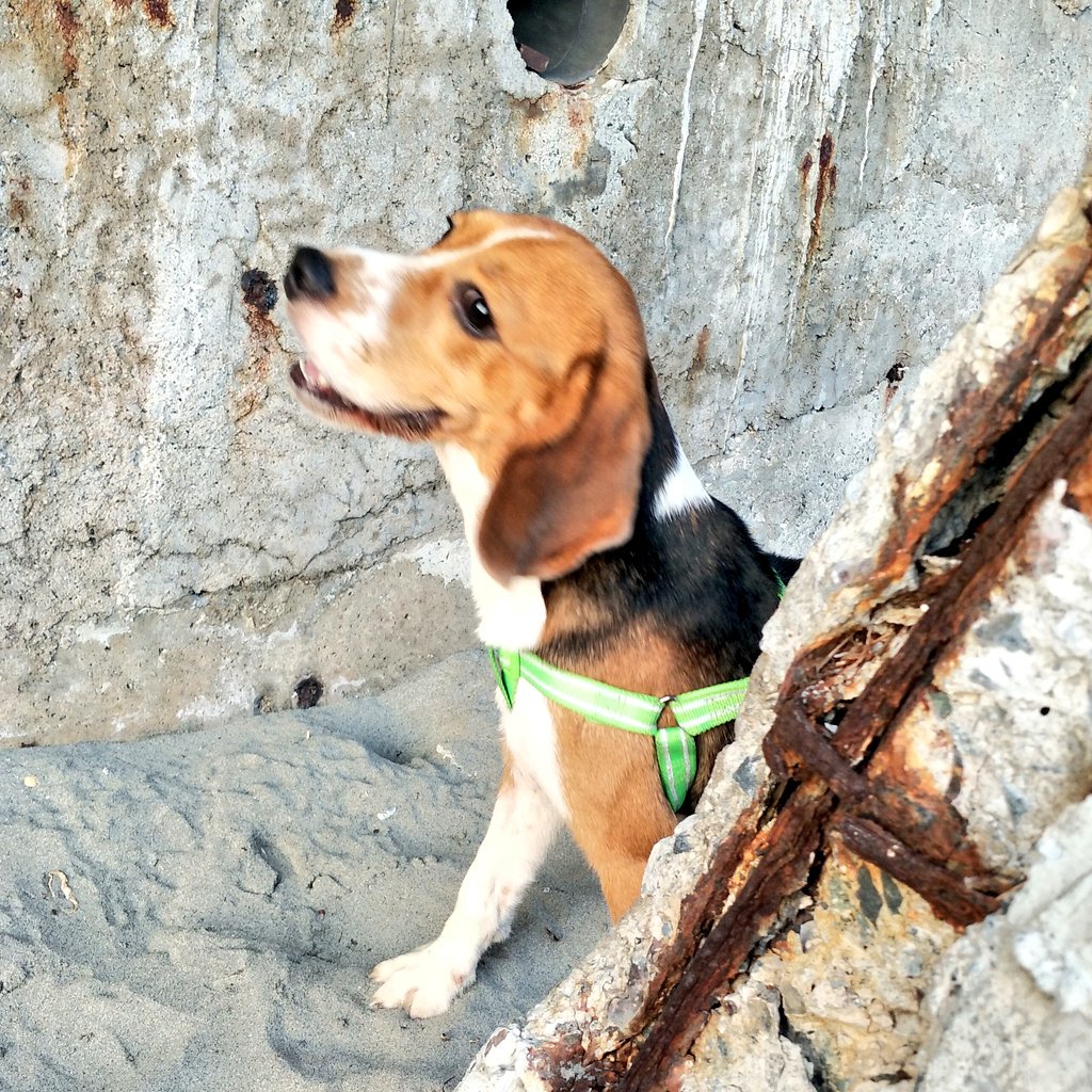 Striking a pose and a s m i l e.. 🐾 🐾
-
-
#AlberttheBeagletweet #beagleph #beaglesworld
#beagle #beaglemoment #beagleadventure #beaglephilippines