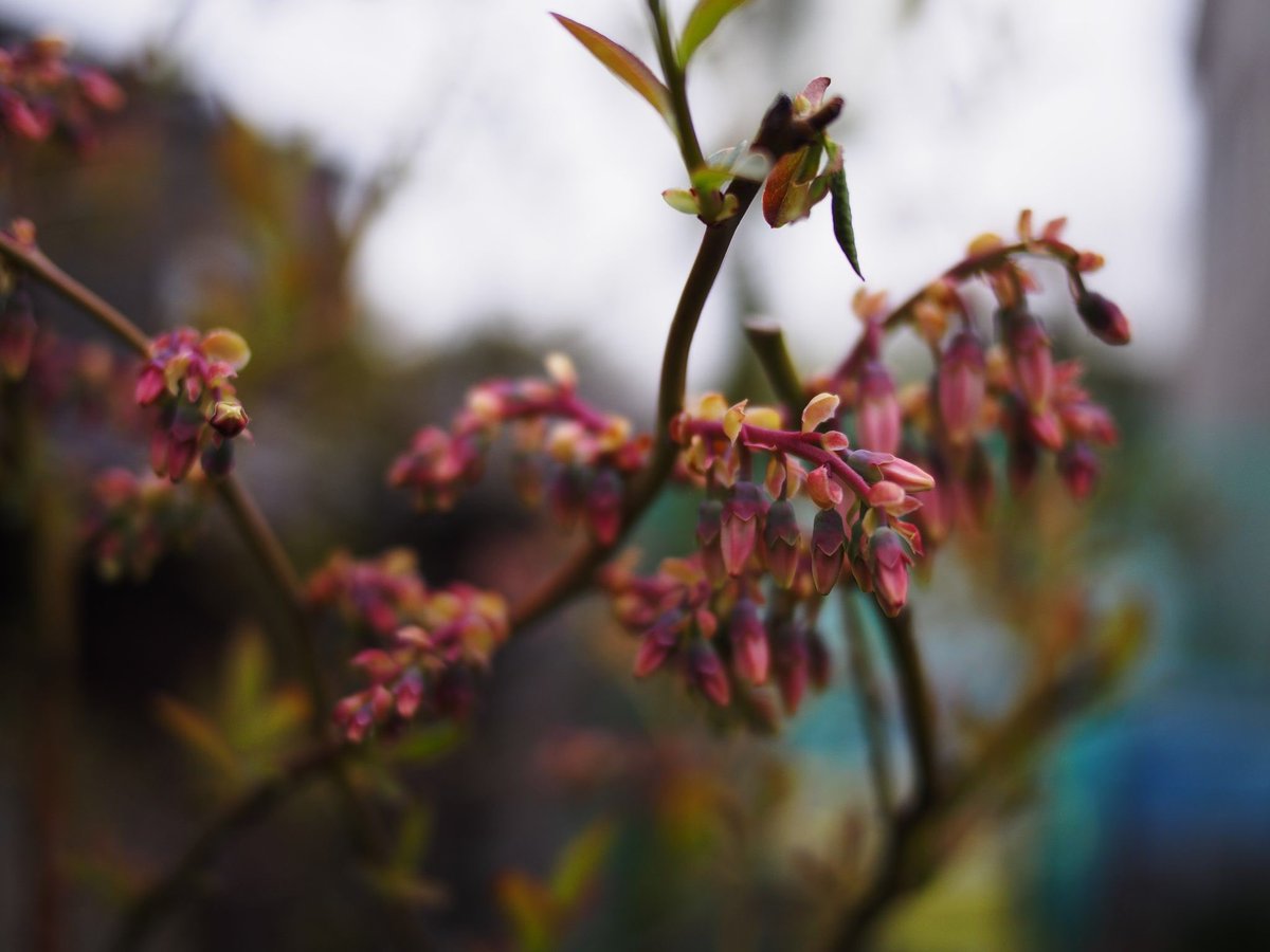 うりぼう ブルーベリーの花 まだ蕾硬し 花 ブルーベリー ラビットアイ系 摘花しないといけないなぁ Olympus Epl6 Panasonic Lumix mmf17