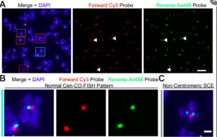 bioprotocolbyte's tweet photo. Centromere Chromosome Orientation Fluorescent in situ Hybridization (Cen-CO-FISH) Detects Sister Chromatid Exchange https://t.co/vrZ1ItI3GC by @Simona_Giunta at @RockefellerUniv; brief version in @PNASNews #Centromere #Fluorescence #Genomics #robustprotocols #openscience #phdchat https://t.co/fritvhPJve