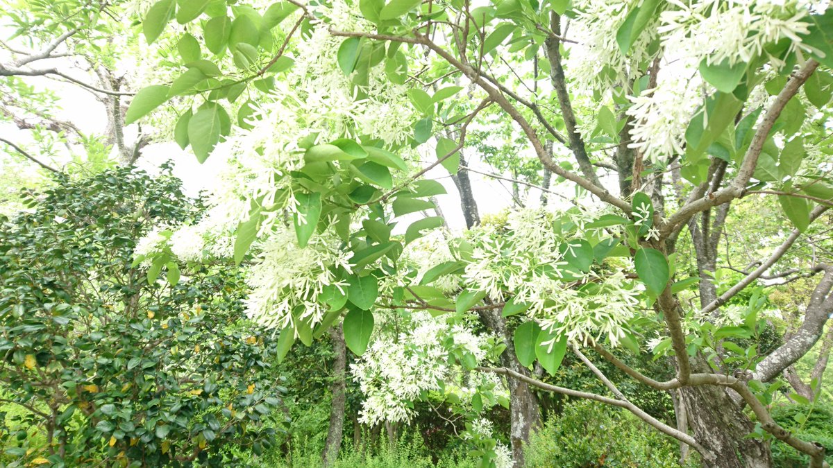 静岡市立図書館 利用制限付きで開館中 A Twitter 毎年 この時期になるとよく訊かれるのが なんじゃもんじゃ は咲きましたか 中央図書館の横にある城北公園には ヒトツバタゴ 別名 なんじゃもんじゃ という木があって白い花が咲くんだ 例年4月下旬から５月