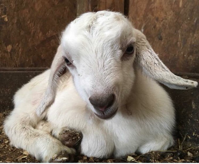 Farm animals quarantined following reported illnesses at petting zoo | WJAR