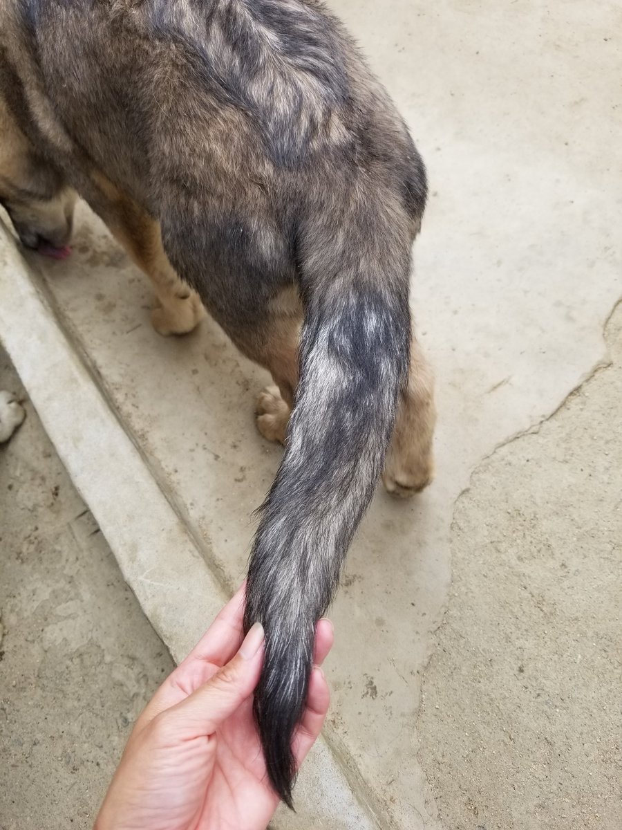 Wild Bullet 尻尾もフサフサしてきた 今日のオオカミ犬 オオカミ犬 狼犬 ウルフドッグ Wolfdog Hybridwolf