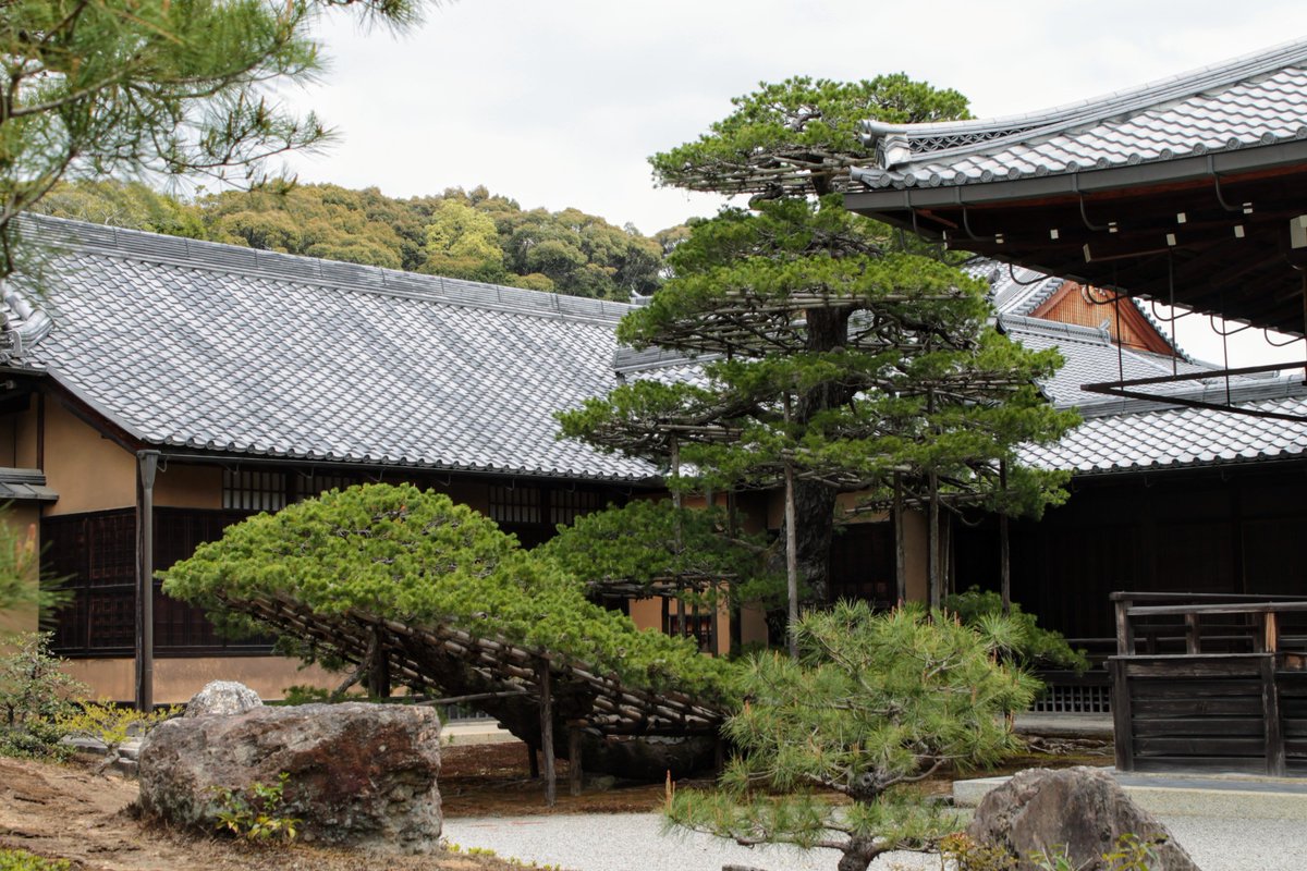 Kinkaku-ji's (金閣寺) 600 year old Rikushu-no-matsu (陸舟之松